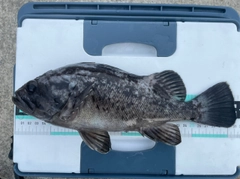 クロソイの釣果