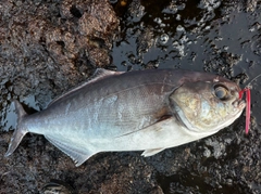 メダイの釣果