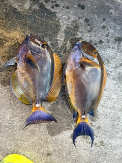 ニセカンランハギの釣果