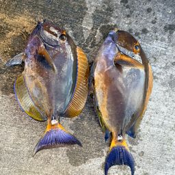 ニセカンランハギ