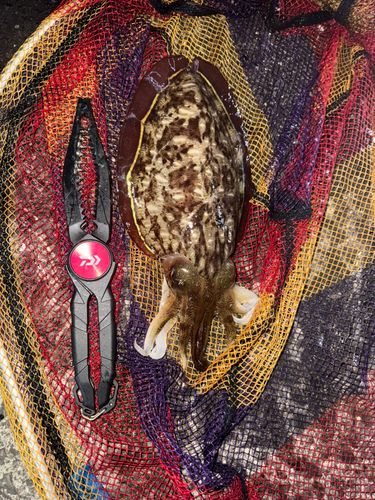 モンゴウイカの釣果