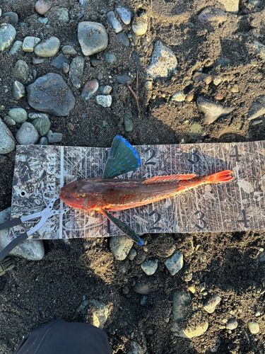 ホウボウの釣果