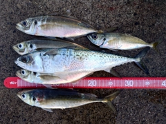 マアジの釣果
