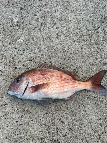 タイの釣果