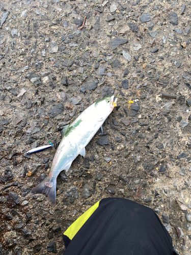 サクラマスの釣果