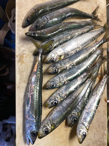 マイワシの釣果