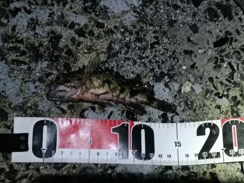 タケノコメバルの釣果