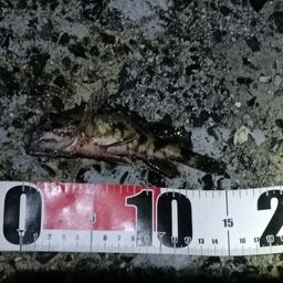 タケノコメバル