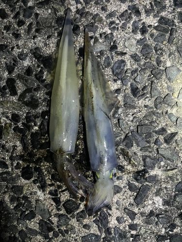ヤリイカの釣果