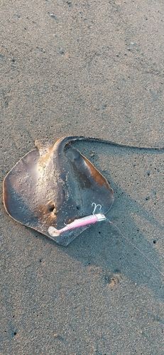 アカエイの釣果