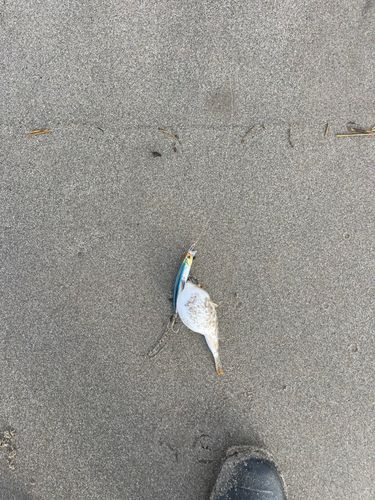 クサフグの釣果