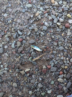 ホシノエソの釣果