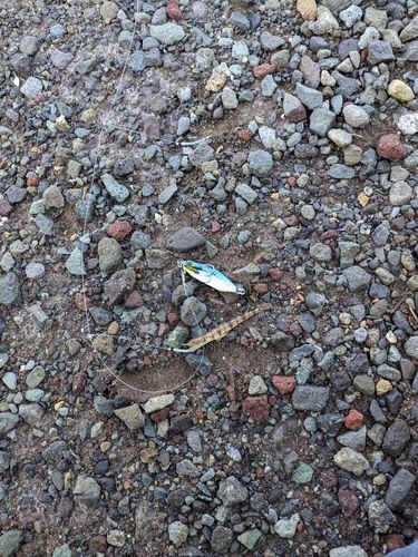 内浦湾（沼津）