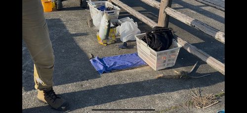 マイワシの釣果