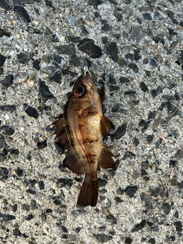 キジハタの釣果