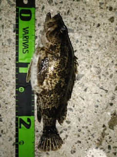 タケノコメバルの釣果