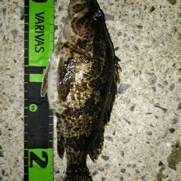 タケノコメバル