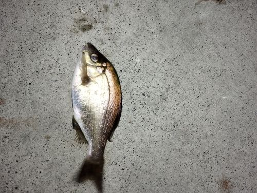 金沢水際線緑地（福浦岸壁）