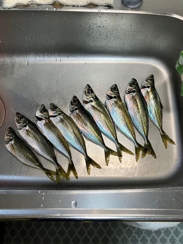 アジの釣果