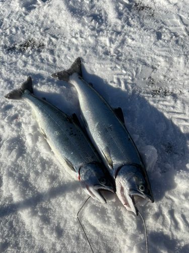 サクラマスの釣果
