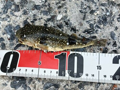 クサフグの釣果