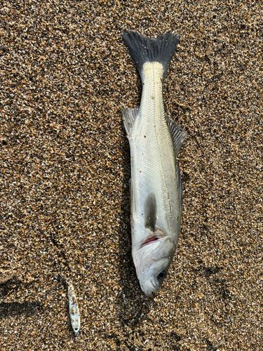 セイゴ（マルスズキ）の釣果