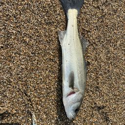 セイゴ（マルスズキ）