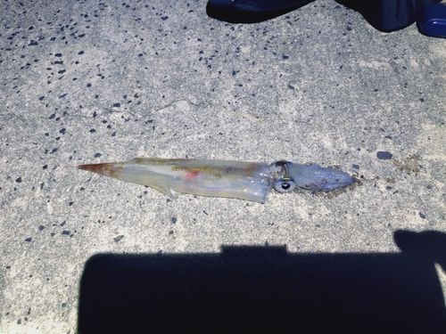 ヤリイカの釣果