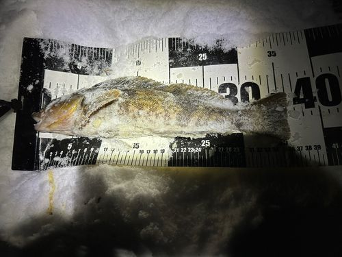 アイナメの釣果