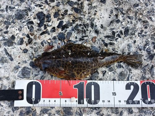 ヒガンフグの釣果