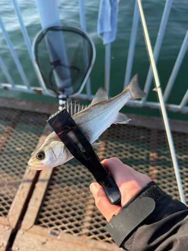 大黒海づり施設