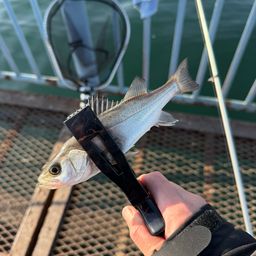 セイゴ（マルスズキ）