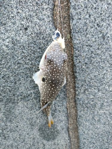 クサフグの釣果