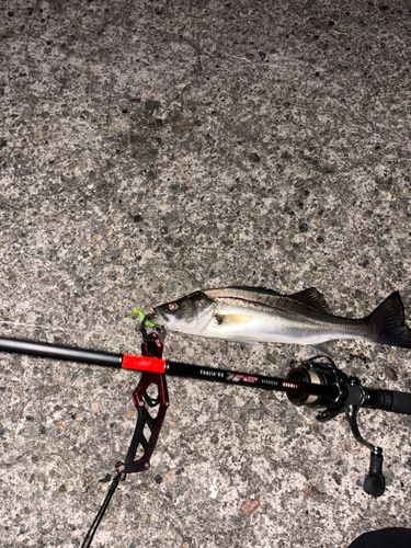 セイゴ（マルスズキ）の釣果