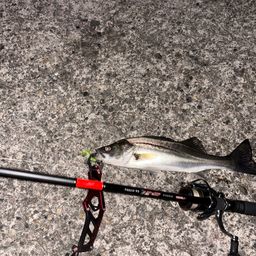 セイゴ（マルスズキ）