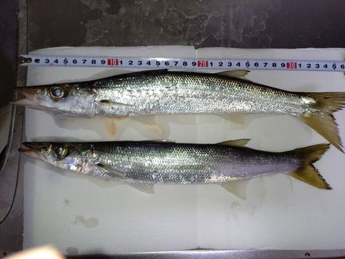 アカカマスの釣果