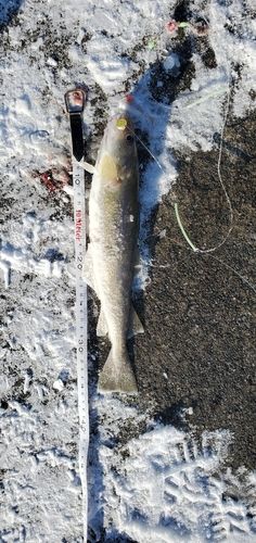 苫小牧東港一本防波堤