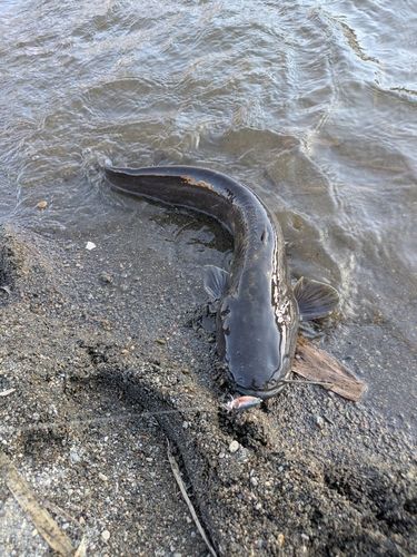 ナマズの釣果