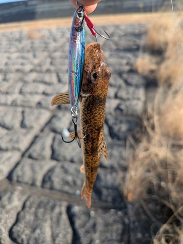 カマツカの釣果