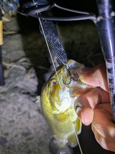 スモールマウスバスの釣果