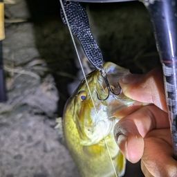 スモールマウスバス