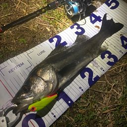 フッコ（マルスズキ）