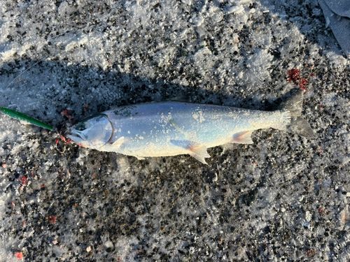 サクラマスの釣果