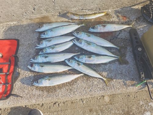 サバの釣果