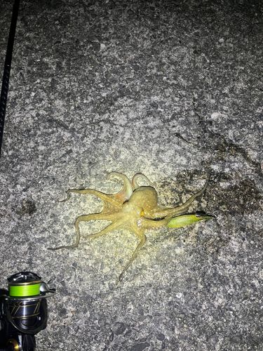 タコの釣果