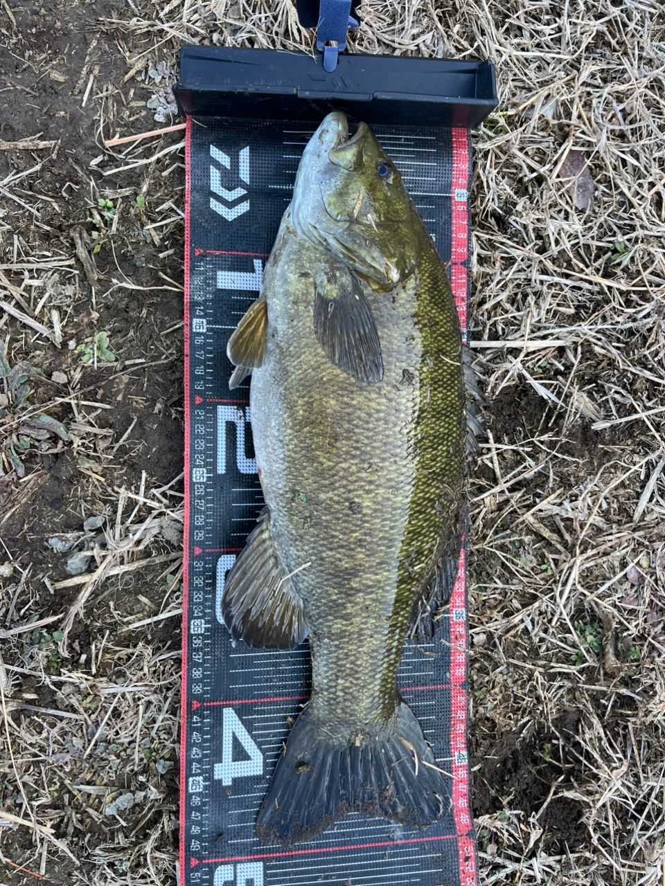 スモールマウスバス