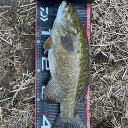 スモールマウスバス