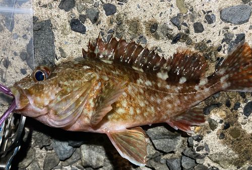 カサゴの釣果