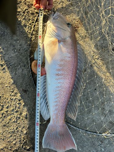シロアマダイの釣果