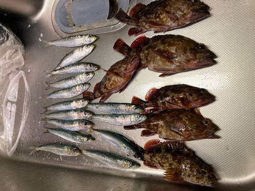 マイワシの釣果